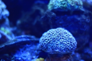 My gunipora, I just turn on the lights so it not that big yet.