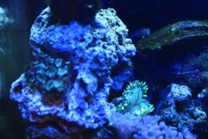 Elegance coral, This is a frag. Im trying to sell it. $25