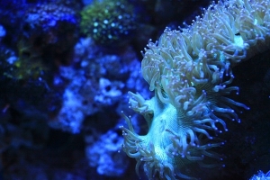 This is the bigger colony about 9 inch to 10 inch across.