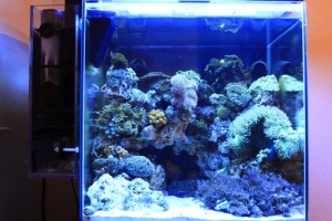 This is how my tank looks now. I got the new sump attched to it to. Now it looks like a built in sump but tis outside.