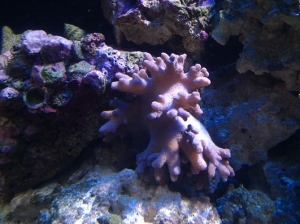 Blue/Purple Devils Finger Leather Coral