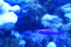 dottyback