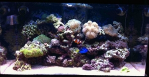 FTS.  Sorry for all the blur using my iphone camera for these pics :/