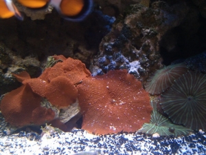 Merry Christmas Shroom