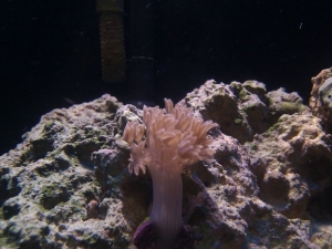 Growing Xenia