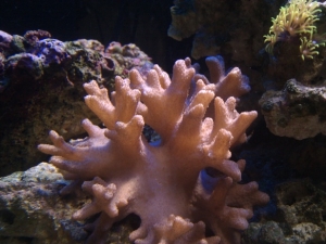 My gorgeous leather coral