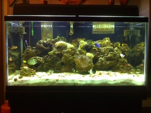 The New 120 gal