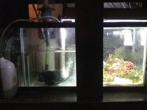 30 gal Ref/sump
