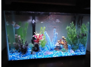 Our 29 gal freshwater tank. Parrot fish have yet to change color but have so much personality, definitely my favorite freshwater fish.