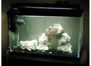 Brand new. 29 gal saltwater. In the process of building stand/hood getting new light, protein skimmer location is changing also. Slowly going to be turning this into a coral tank with a sump tank. Love vibrant colors, can't wait to see the transformation 