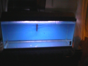 30 gal salt water