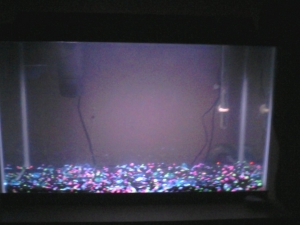 Girl friends 30 Gallon Fresh water tank