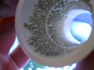 Pomacentrus Eggs 2