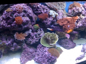 tank sps