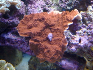 orange monti