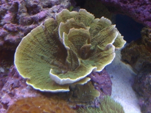 green monti
