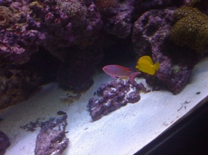 tang and male anthea