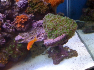frogspon