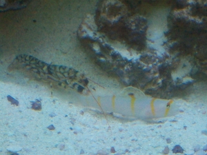 pistol shrimp and goby out for food