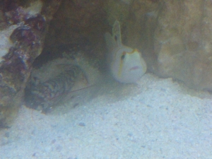 randalls watchman goby and tiger pistol shrimp pair.  There are actually two of the pistol shrimp that live togeth
