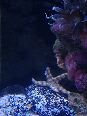 Hmmm someone has an appetite for sand sifter
