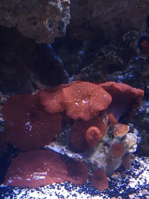 Shrooms have doubled in size and numbers I love them remind me of super mario mushroom