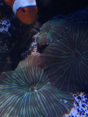The female clown who has decided to host my green mushrooms