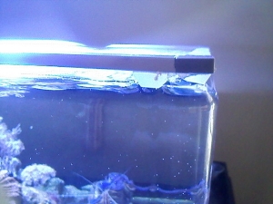 the feet of the lid