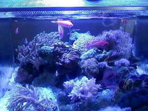 fish