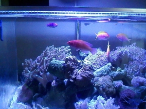 fish