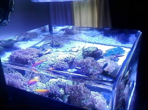 fish