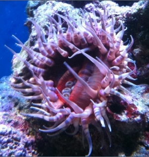 eatzoa