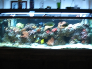 My tank at the 2 year mark.