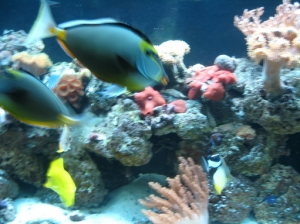 13 inch male and 8 inch female Nasos