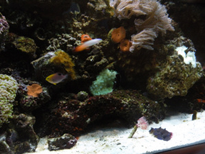 center of my reef with mushrooms, zoos, waving xenia, frog spawn, clam, coco worm, seabae anemone