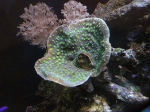 Alien eye chalice