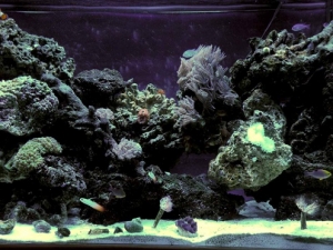 My reef tank on 1-6-11