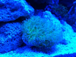 Frog spawn from gf!