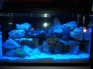 10 Gal Nano