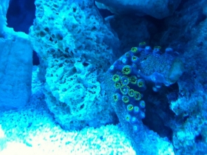 Zoa frag