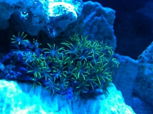 green star polyp