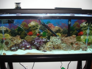 my tank