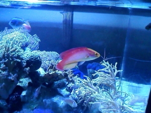 new add 1-20-11 mr flame wrasse