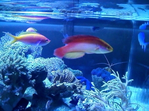 everyone in the tank likes him :) he fit right in. thats always a good thing. you know how it goes when introducing new fish