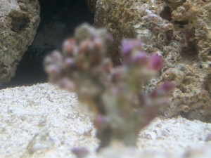 free coral stuck to nem no clue what kind