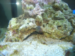 Hitchhiker