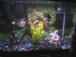 4-2" angels, 1 male and 4 female guppys