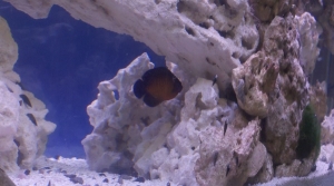 coral beauty