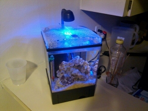 The one gallon tank with 8 watts of LED splendor