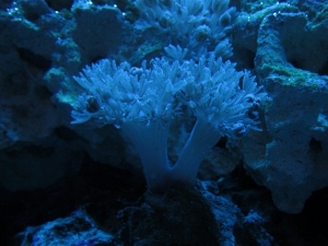 My Blue Xenia frag is now an entire 3 stalk colony